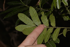 Dysoxylum rufum