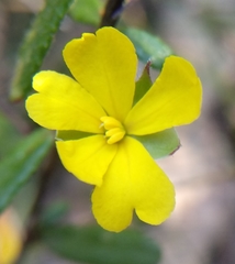 Hibbertia aspera