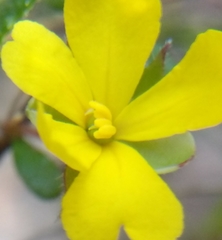 Hibbertia aspera