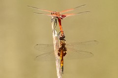 Tramea stenoloba