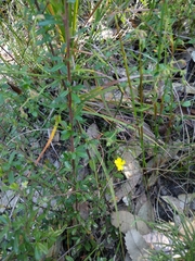 Hibbertia aspera