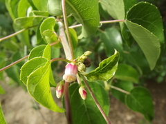 Jatropha cordata