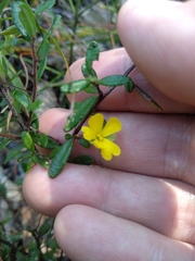 Hibbertia aspera