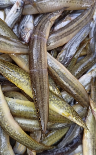 Lesser spiny eel (Macrognathus aculeatus) — Mastacembelidae — 2