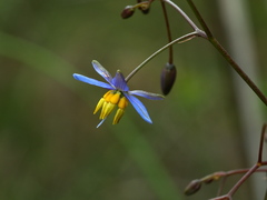 Dianella longifolia longifolia