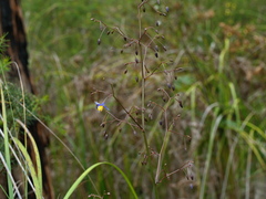 Dianella longifolia longifolia