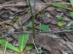 Dianella longifolia longifolia