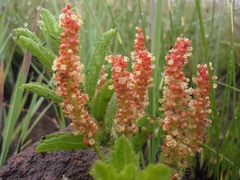 Acalypha caperonioides