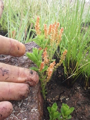 Acalypha caperonioides