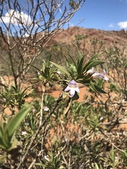 Eremophila freelingii