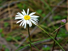 Brachyscome graminea