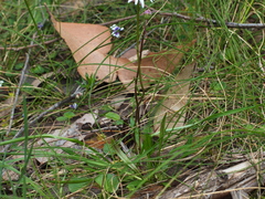 Brachyscome graminea