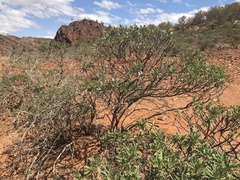 Eremophila freelingii