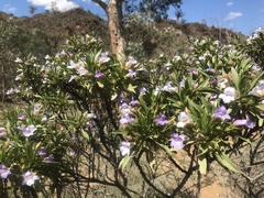 Eremophila freelingii