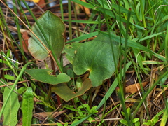 Centella cordifolia