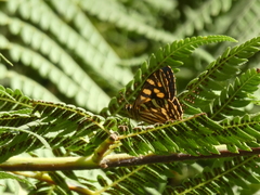 Oreixenica kershawi