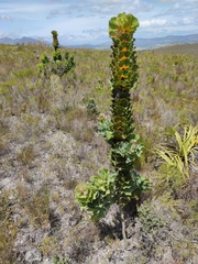 Hakea victoria