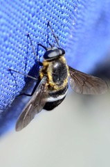 Pangoniinae