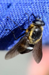Pangoniinae