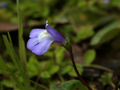 Mazus pumilio