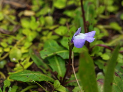 Mazus pumilio