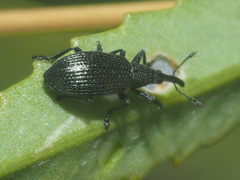 Stenopterapion meliloti