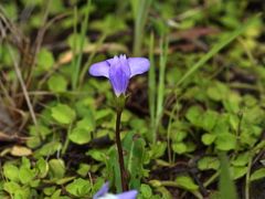 Mazus pumilio