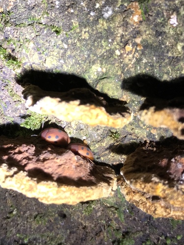 Platydema sexnotata