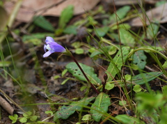 Mazus pumilio