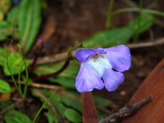Mazus pumilio