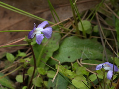 Mazus pumilio
