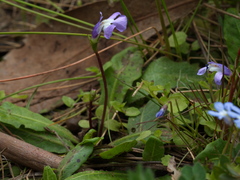 Mazus pumilio