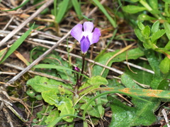 Mazus pumilio