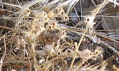 Silene gallica