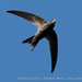 African Swift - Photo (c) Adam Welz, some rights reserved (CC BY-NC-ND), uploaded by Adam Welz