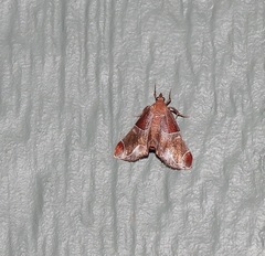 Amphiderita pyrospila