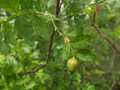Bursera laxiflora