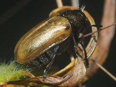 Labidostomis longimana