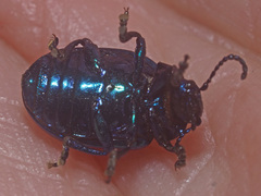 Labidostomis longimana