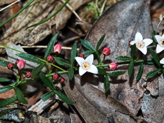 Cyanothamnus nanus nanus