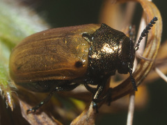 Labidostomis longimana