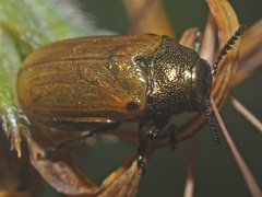 Labidostomis longimana
