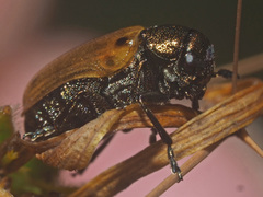 Labidostomis longimana