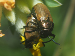 Labidostomis longimana