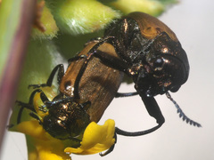 Labidostomis longimana