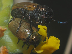 Labidostomis longimana