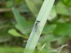 Argia sedula