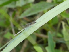 Argia sedula