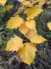 Karpatiosorbus latifolia