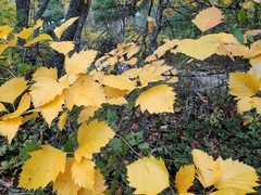 Karpatiosorbus latifolia